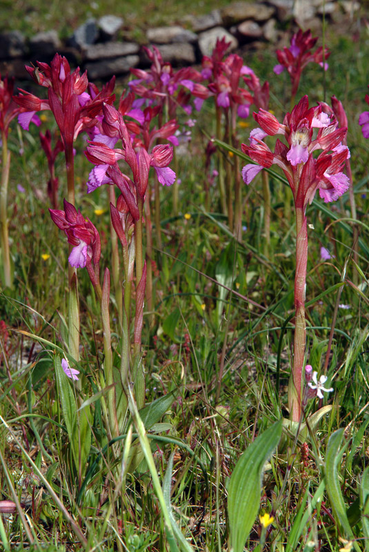 Determinazione orchidea